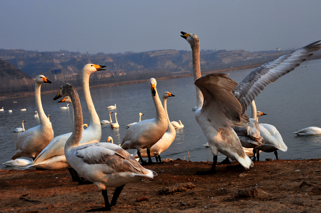 DSC_4762.jpg