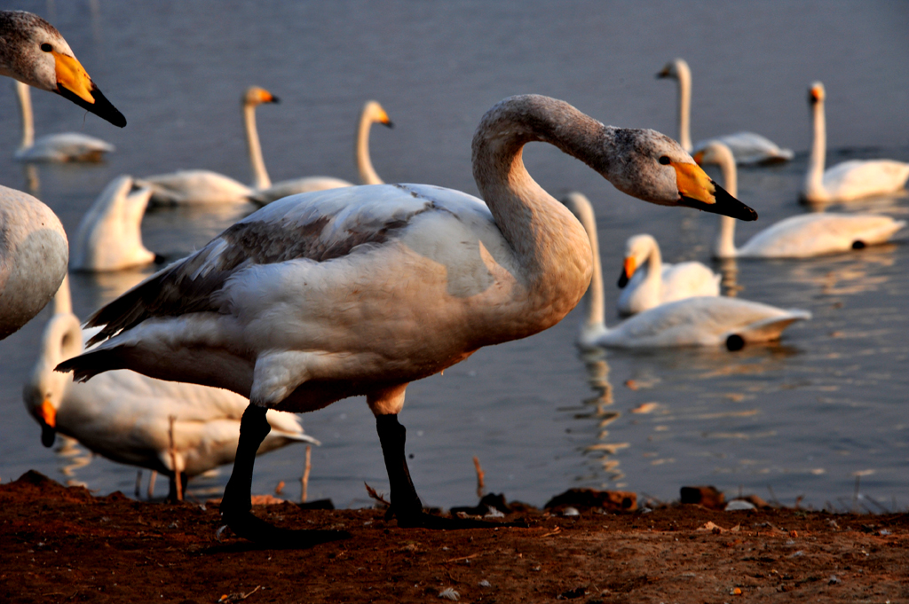 DSC_4781.jpg
