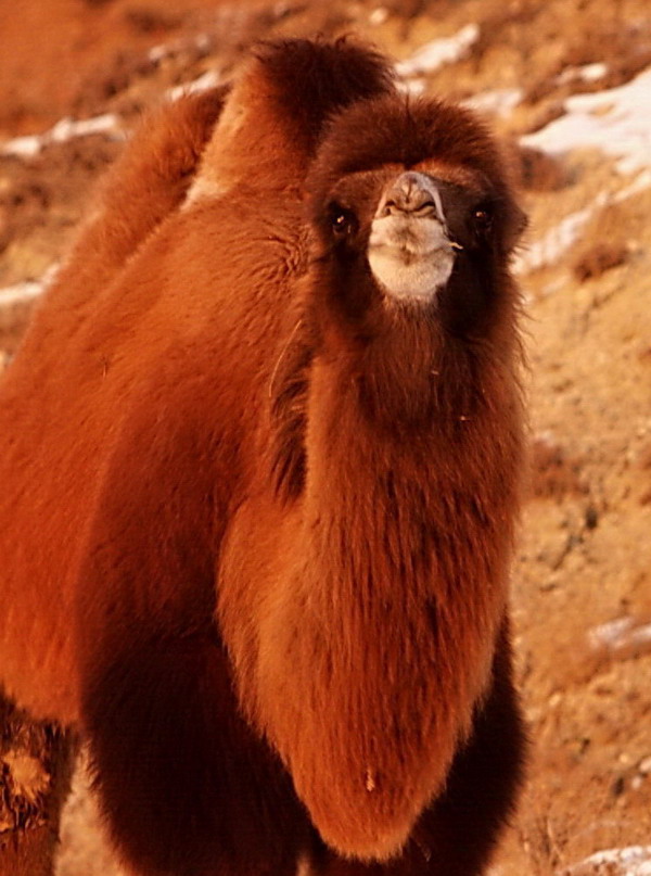 ���� CRW_5080.jpg