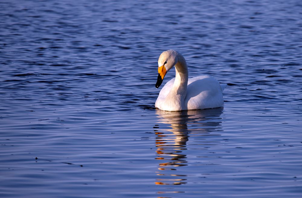 DSC_9586_.jpg
