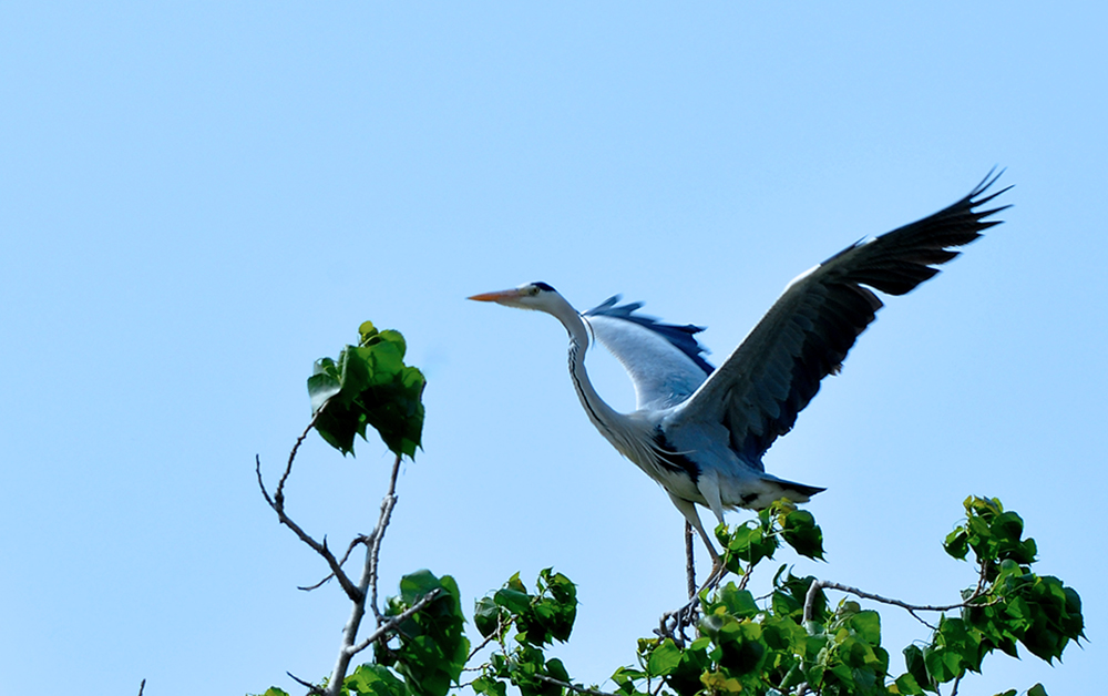DSC_0087.JPG