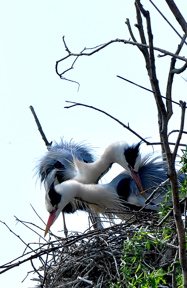 DSC_0142.JPG