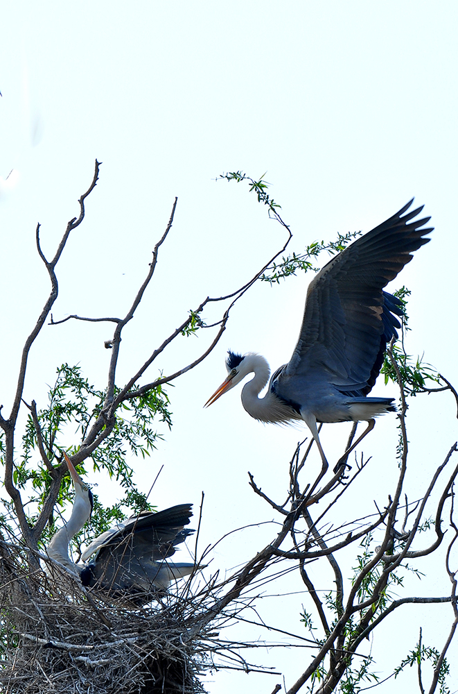 DSC_0156.JPG