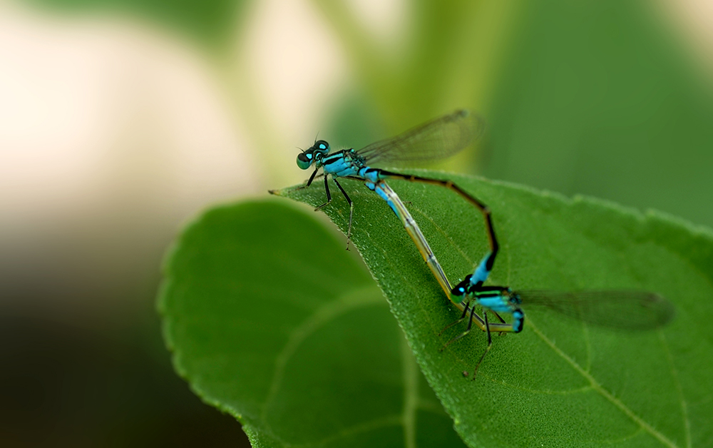 DSC_1689.JPG
