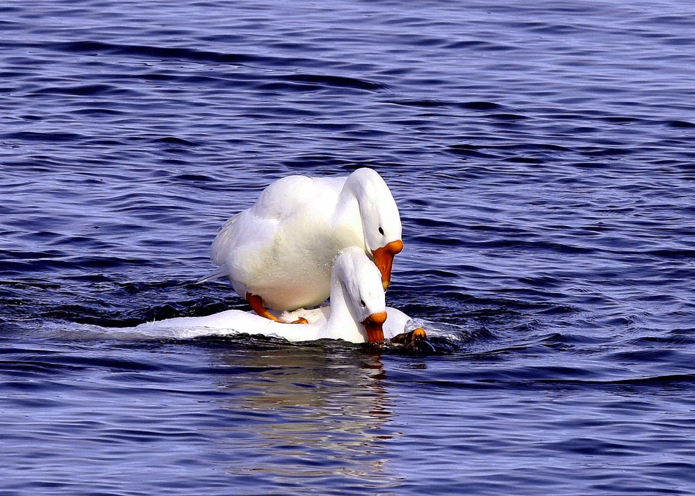 DSC_9310_.jpg