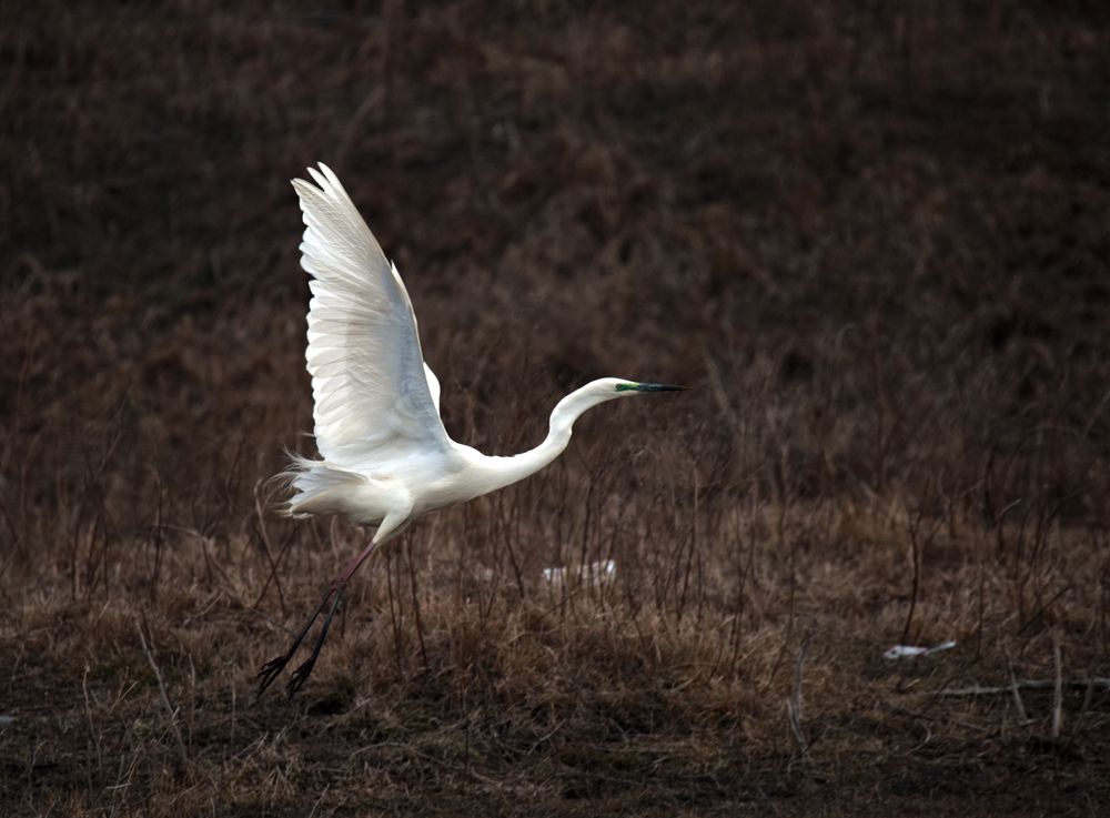DSC_2546_.jpg