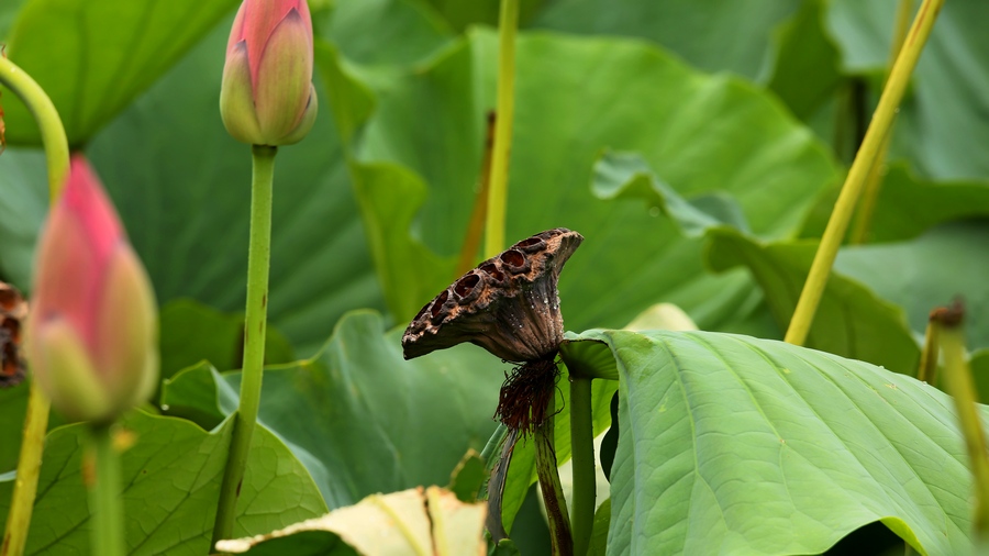 4U4A12910.jpg