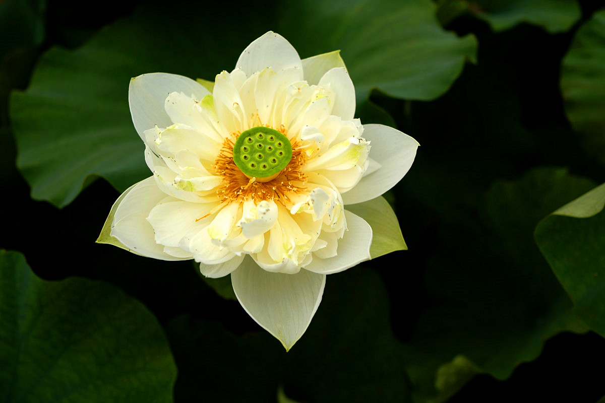 L1100559_.jpg