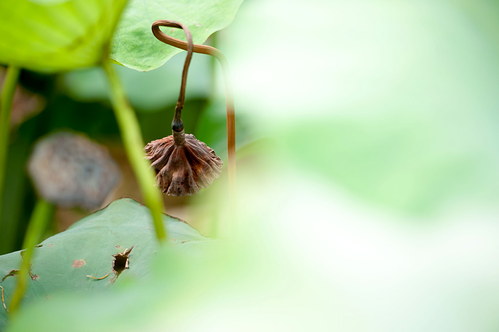 DSC_1412-1.jpg