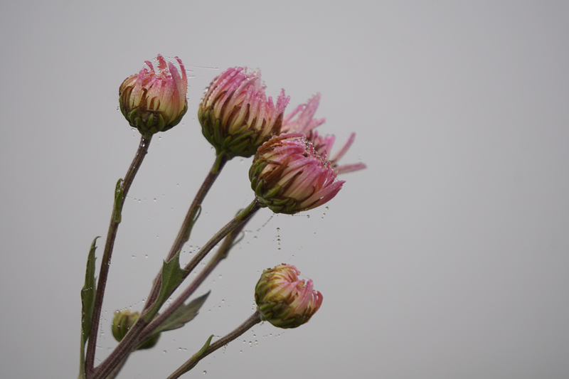 DSC00293_.jpg
