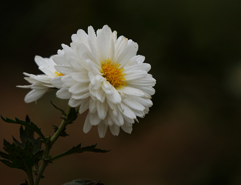 DSC00294_.jpg
