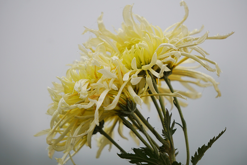 DSC00300_.jpg