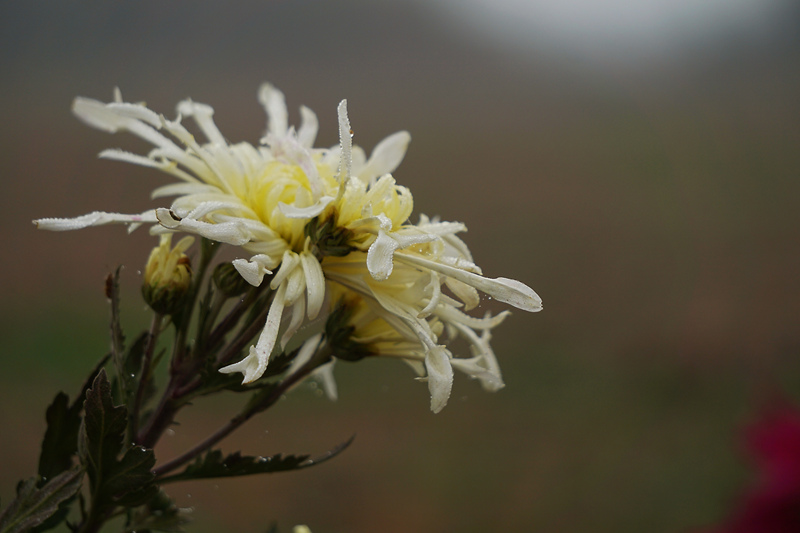 DSC00301_.jpg
