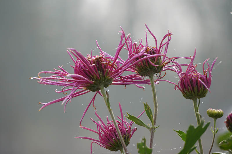DSC00325_.jpg