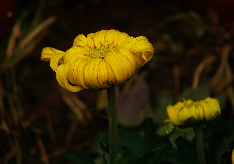DSC00331_.jpg