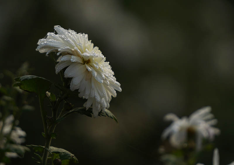 DSC00338_.jpg