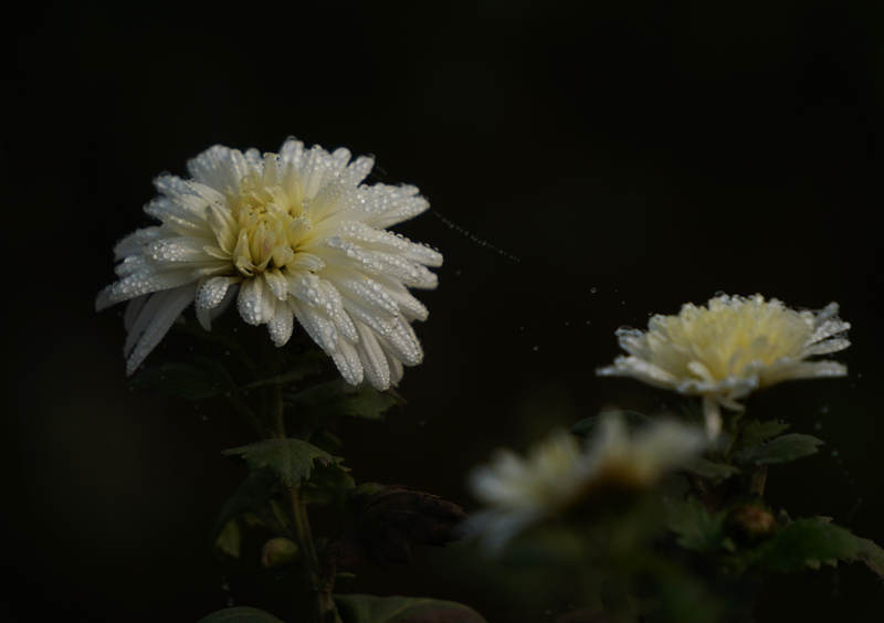 DSC00342_.jpg