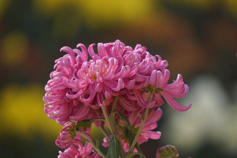 DSC00366_.jpg
