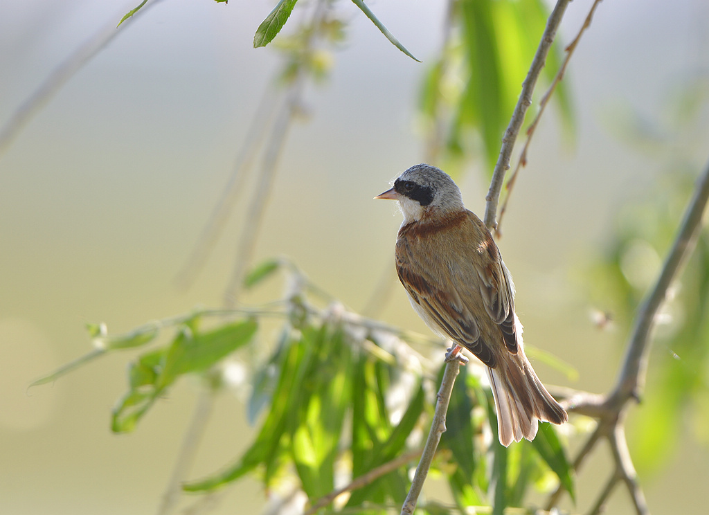 DSC_2663.jpg