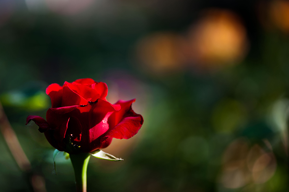 DSC_2689-1.jpg