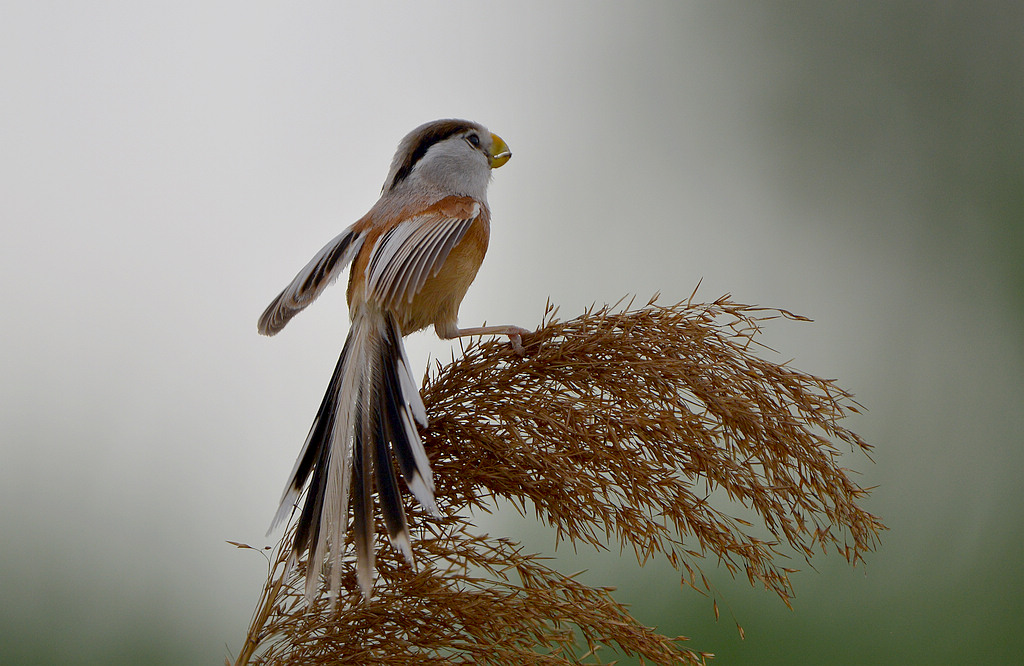 DSC_3592.jpg