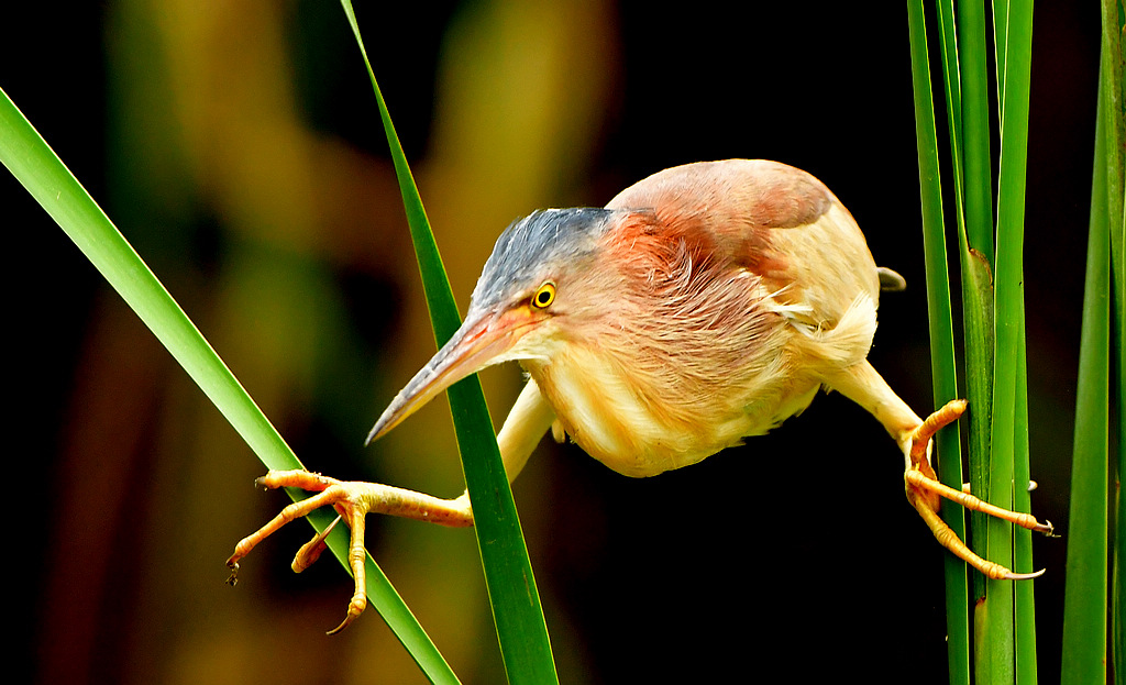 DSC_8781.jpg