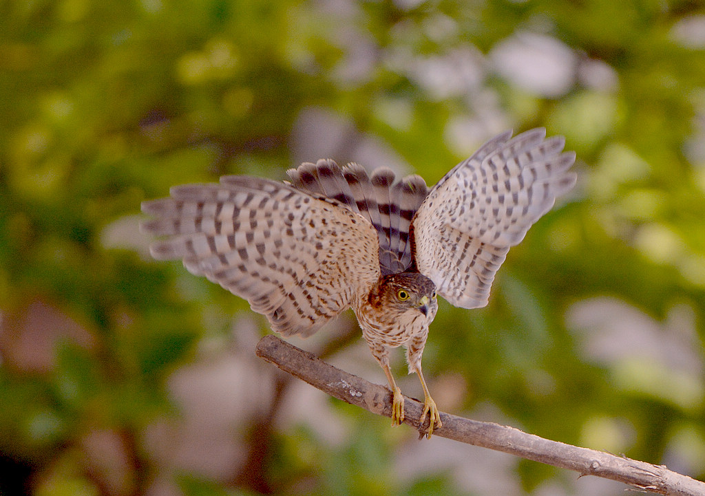 DSC_5363ȸӥ.jpg