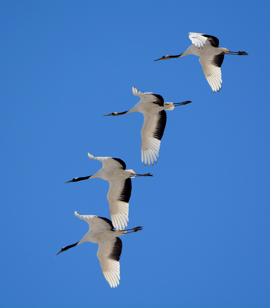 DSC_9423.jpg