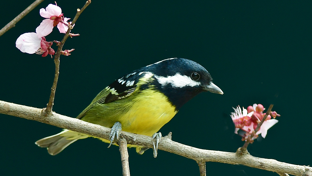 DSC_1330.jpg
