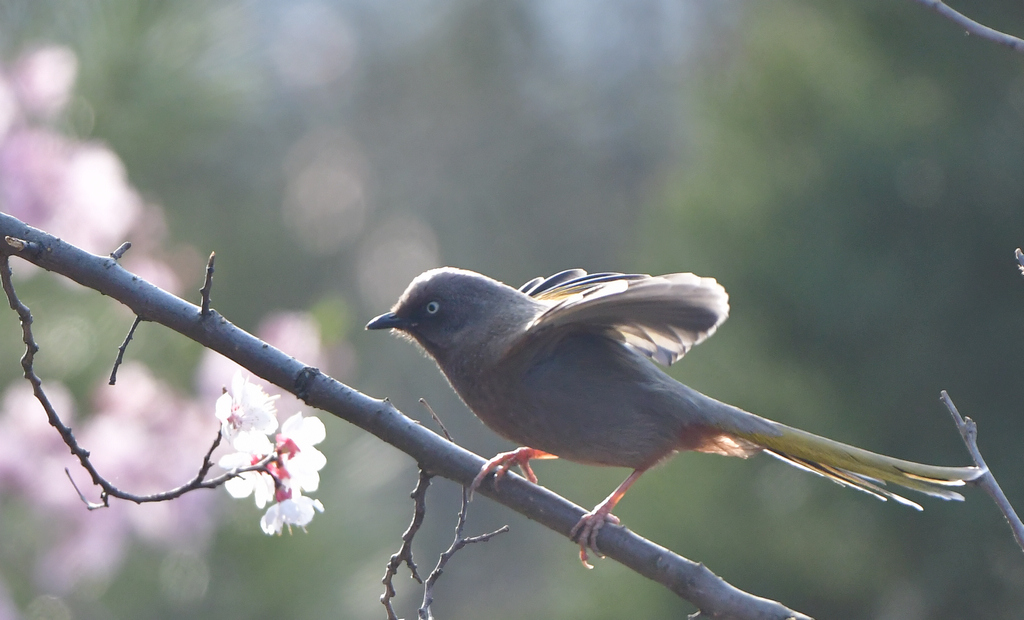 DSC_9534.jpg