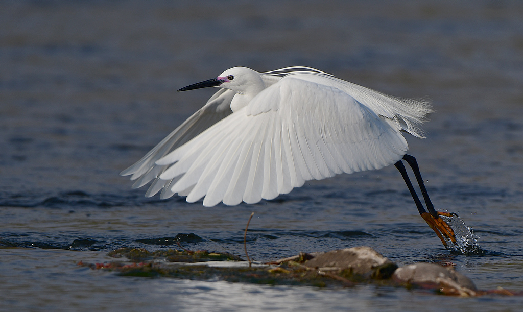 DSC_4938.jpg
