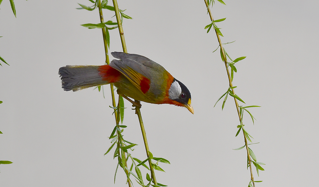 DSC_3592.jpg