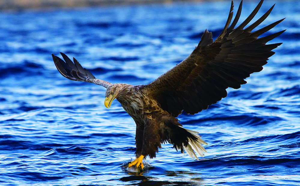 White-tailed Eagle.jpg