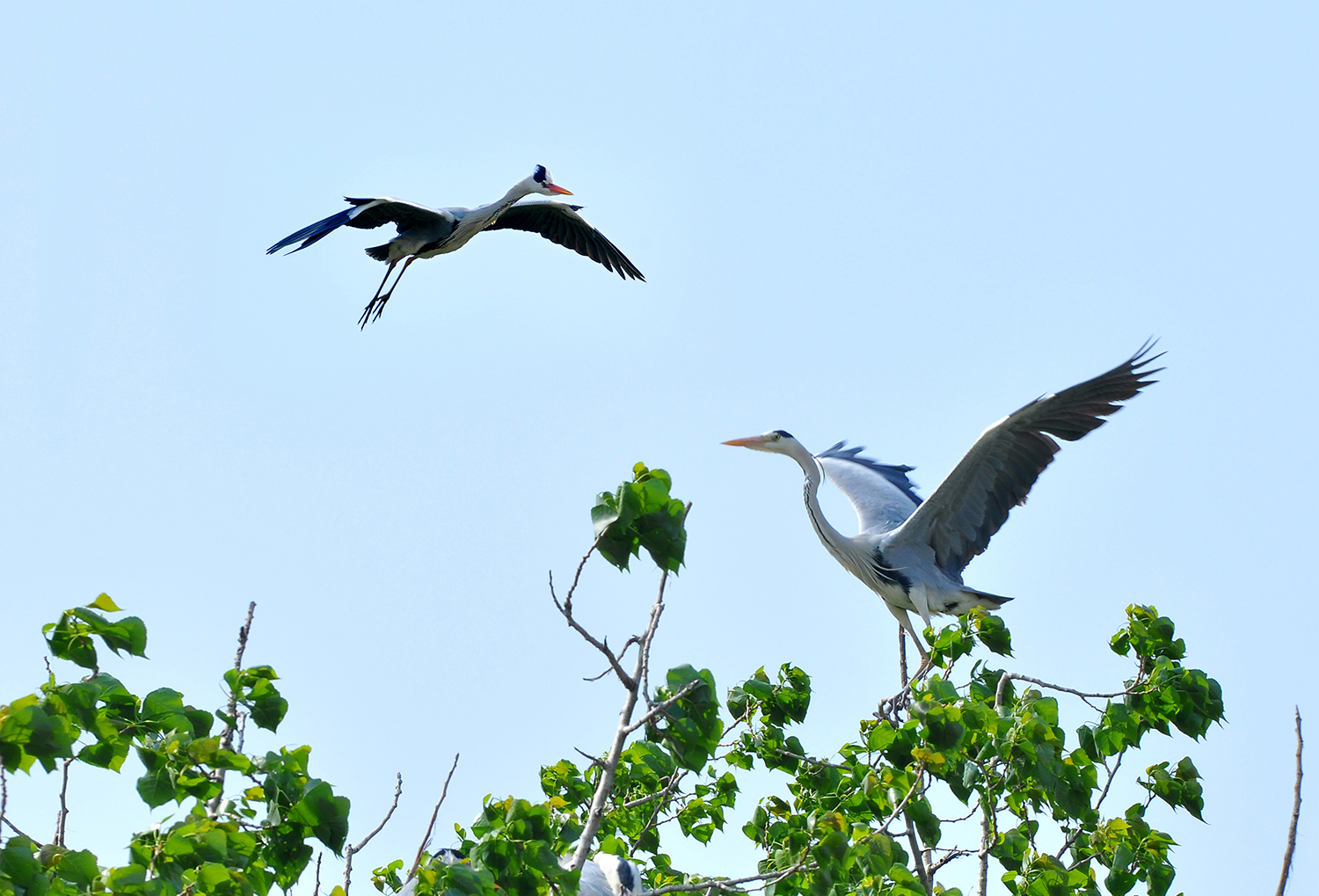 DSC_0087.JPG