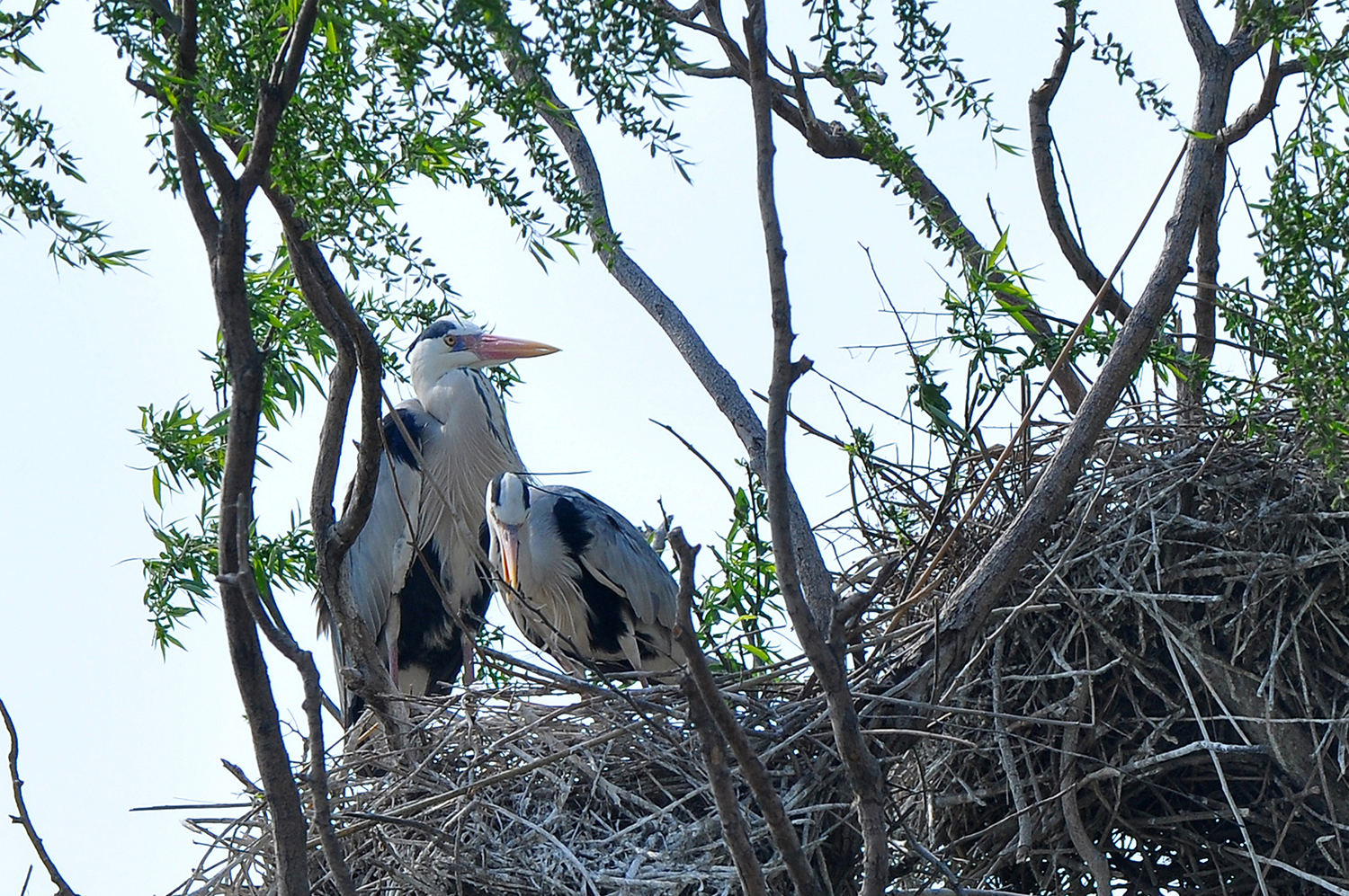 DSC_0108.JPG