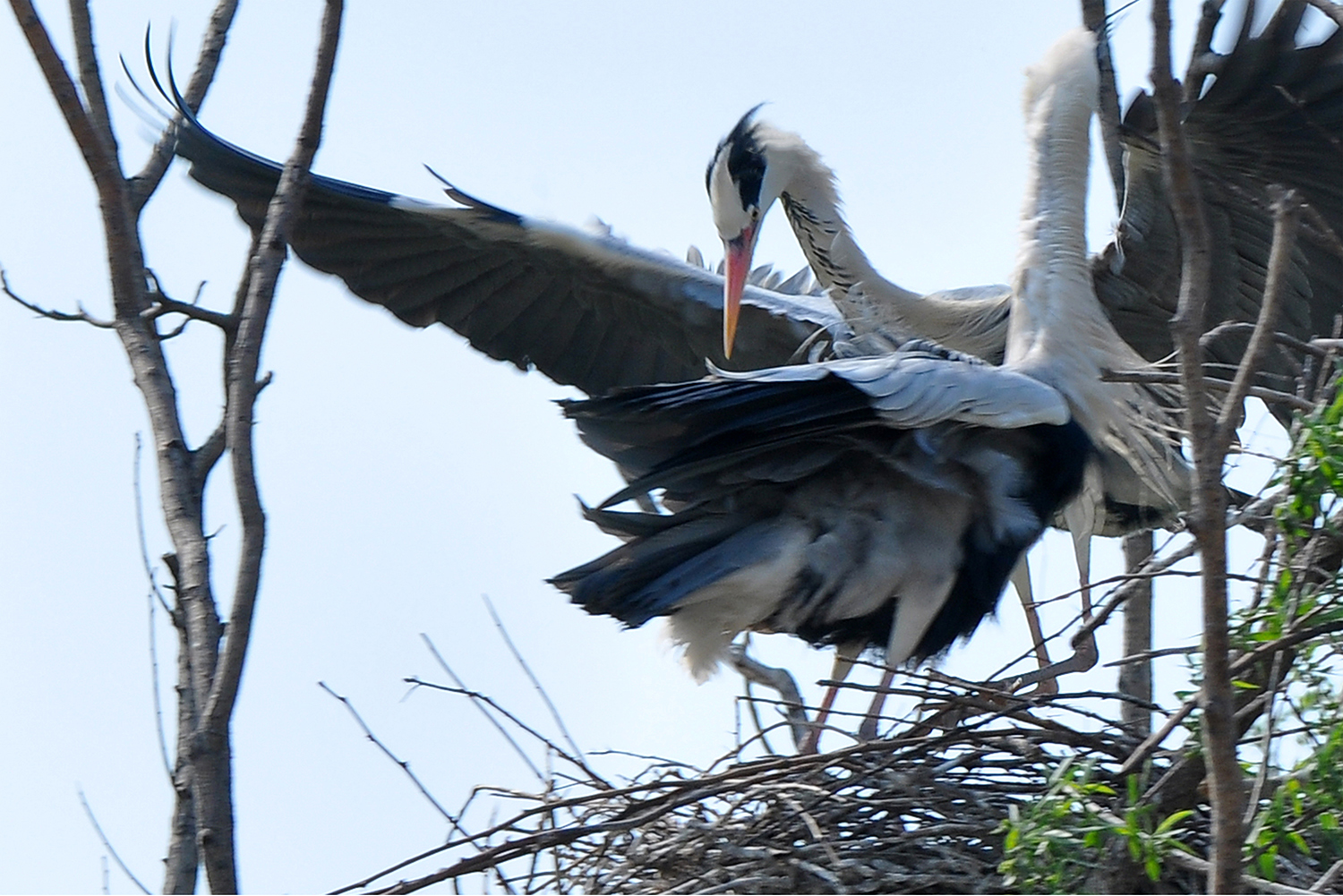 DSC_0123.JPG
