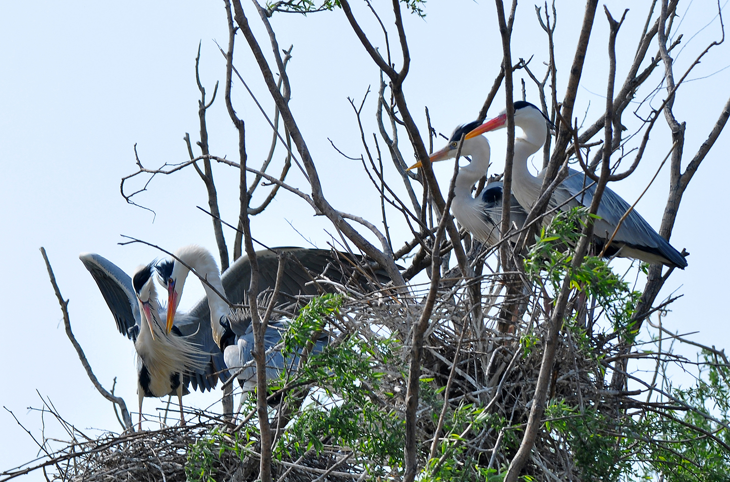 DSC_0129.JPG