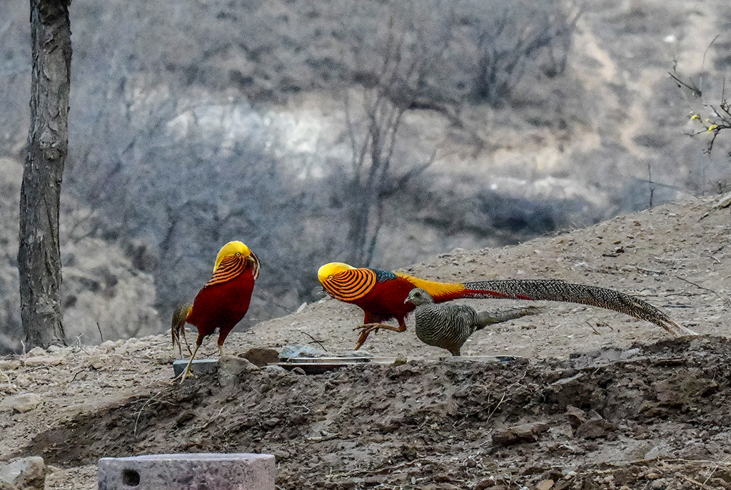 DSC_5895.jpg