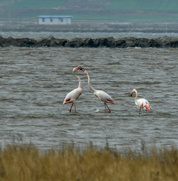 DSC_7633.jpg