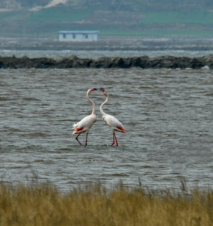 DSC_7634.jpg