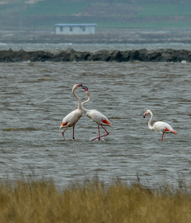 DSC_7635.jpg