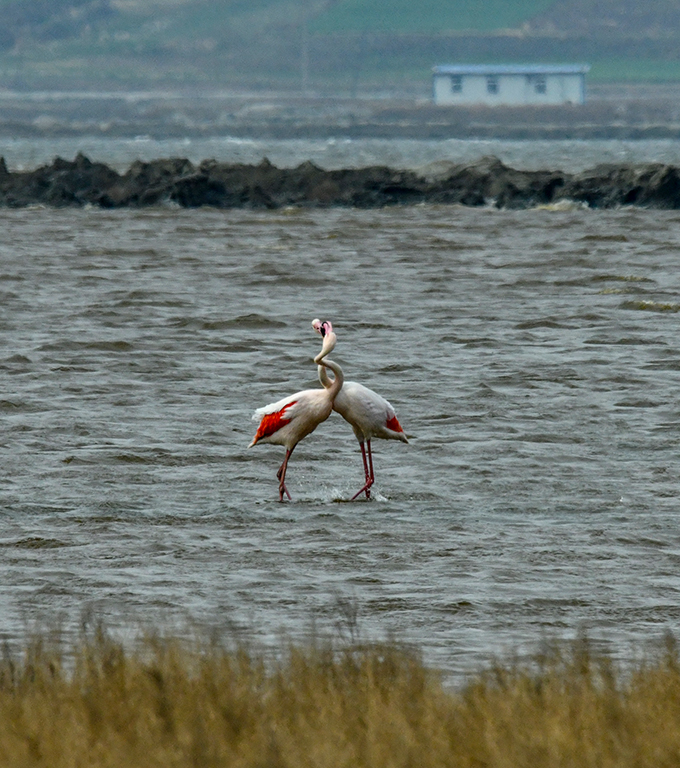 DSC_7639.jpg