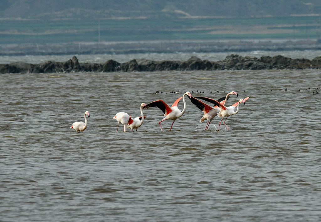 DSC_8041.jpg