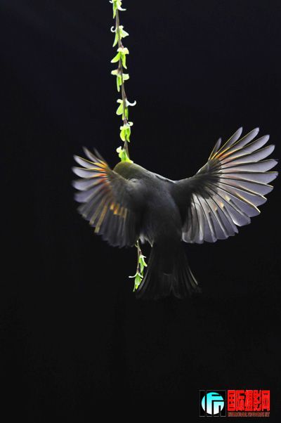 20090323_ff9fd50db0b8ad2fb61ciekfrK1n6pTK.jpg