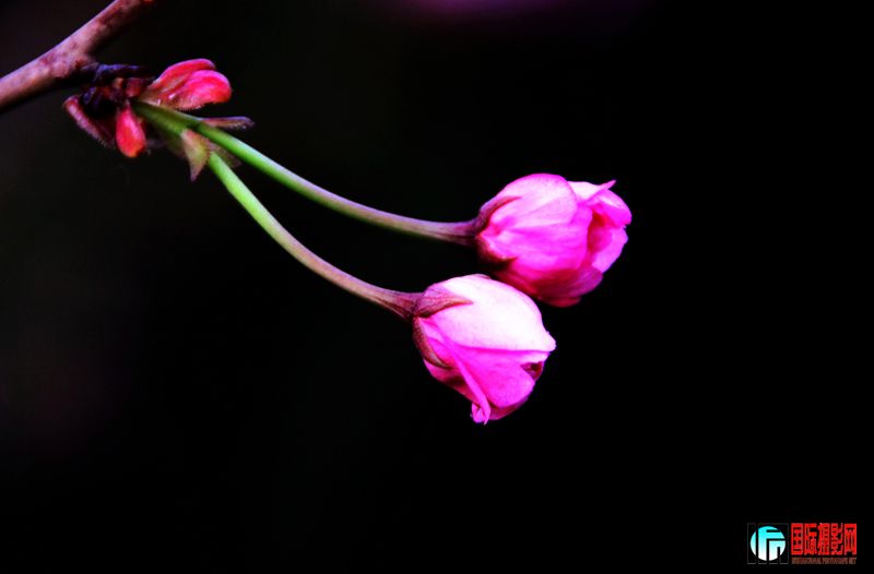 ӣƬ 033_conew1.JPG