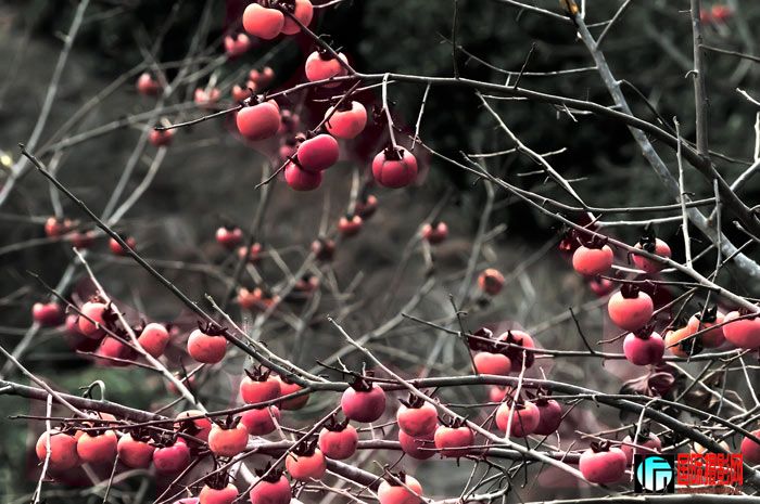 20101218-52.jpg