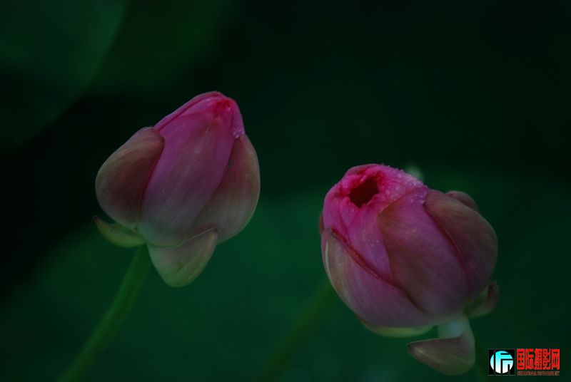 DSC_6134Ļ-1.jpg
