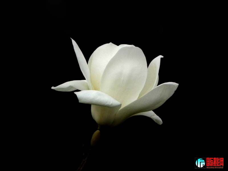 2011-4��1 029.jpg