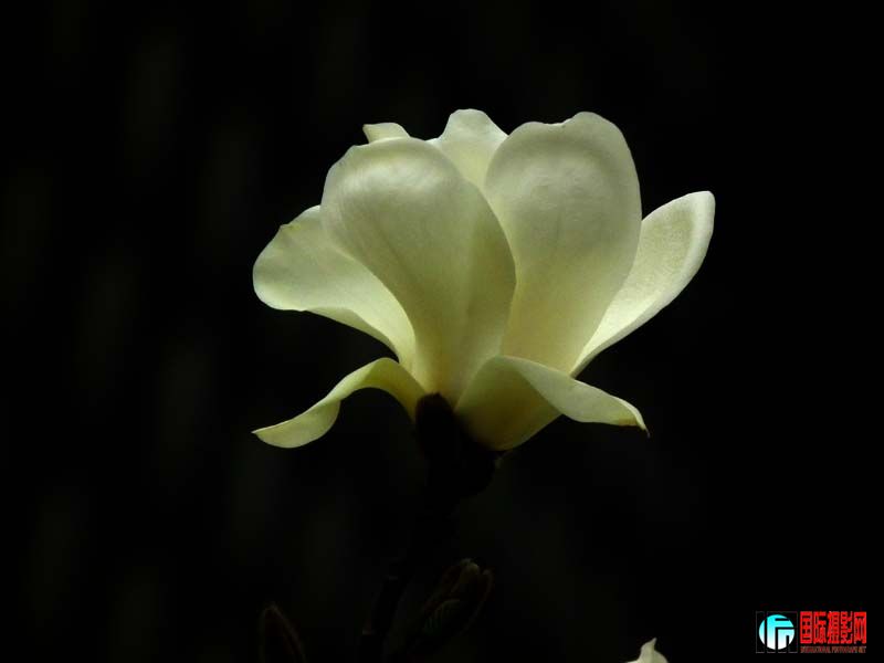 2011-4��1 115.jpg