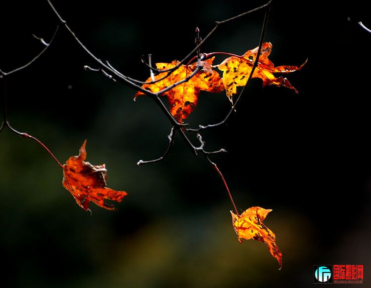DSC_3969m81x.jpg
